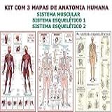 Kit Com 3 Mapas De Anatomia Humana - Gigantes !!! : Sistema Muscular/sistema Esquelético 1 / Sistema Esquelético 2 - Largura 89 Cm X Altura 117 Cm