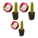 Kit Com 3 Mudas De Pitaya Vermelha Polpa Branca Exótica
