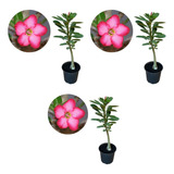 Kit Com 3 Mudas De Rosa Do Deserto Fácil Cultivo