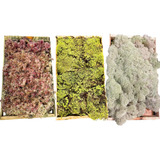 Kit Com 3 Musgos Fofão Vivo Verde Rosa Branco Kokedamas