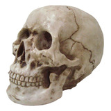 Kit Com 4 Cranio Caveira Tamanho Grande Decorativo Em Resina