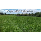 Kit Com 4 Variedades De Sementes De Capim Ler Anúncio