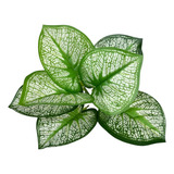 Folhas