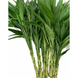 Kit Com 6 Hastes