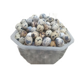 Kit Com 60 Ovos Galado De Codorna Gigante 