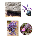 Kit Combo 20 Unidades Setecresia Trapoeraba Roxo Setecrezia