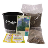 Kit Completo Inicial Preto Meu Primeiro Plantio De Alecrim