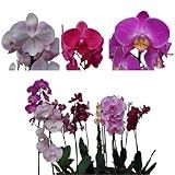 Kit De 10 Orquideas
