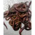 Kit De 100 Minhocas Africanas 1 Kilo De Esterco Semi Curtido