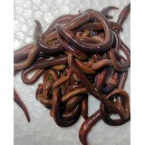 Kit De 100 Minhocas Africanas 1 Kilo De Esterco Semi Curtido