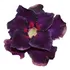 Kit De 5 Rosas Do Deserto Enxertadas - Diferentes