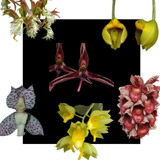 Kit De 6 Orquidea Catasetum Especie Selecionadas - Cod 02