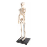 Kit De Aprendizagem De Modelo De Esqueleto De Corpo Humano P