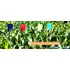 Kit De Bandeirinhas Para Experimento Agrícola  10 Unidades 