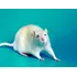Kit De Neonatos Para Alimentação De Animais Exóticos