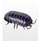 Isopodes