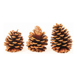 Sisal