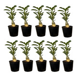 Kit Exclusivo 10 Rosas Do Deserto   Flores Dobradas   Vaso