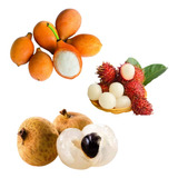 Kit Frutas Raras 1