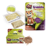Kit Graminha E Catnip Gatos Erva Do Gato Relaxante Cat Nip