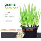 Kit Graminha Para Cães E Gatos