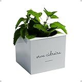Kit Horta Vertical Vaso