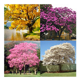 Kit Ipês 4 Cores Brinde Jacaranda Sementes Flor P Mudas