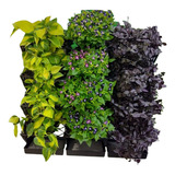 Planta