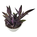 Kit Lambari Tradescantia Pallida C13 Planta Natural