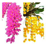 Kit Muda De Orquidea Agregatum E