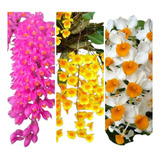 Kit Muda Dendrobium Thyrsiflorum