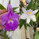 Kit Orquídea Sobralia   Stanhopea