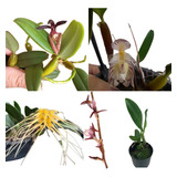 Varias