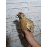Kit Ovos Galados De Codornas Gigantes 120 Ovos 