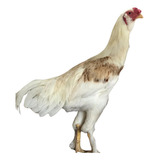 Grátis