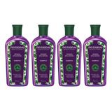 Kit Phytoervas Shampoo Antiqueda Betula 250ml 4 Unidades