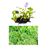 Kit Planta Aquática 4 Aguapés E 4 Alface dágua Lago Aquário