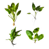 Kit Plantas Aquaticas Amazonenses Para Aquario Facil Cuidado