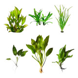 Kit Plantas Aquaticas Amazonenses Para Aquario Facil Cuidado
