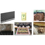 Kit Plantio 15 Sementes Rosa Deserto Substrato E Sementeira