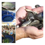 Kit Projeto Criação De Tilapias Em Caixa D agua Brinde
