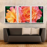 Kit Quadros Decorativos Rosas 20x30 C moldura