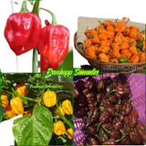 Kit Sementes De 4 Variedades Da Pimenta Habanero Mexicana