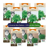 Kit Sementes De Erva E Grama Para Gatos 10 Pacotinhos