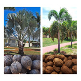 Jardim