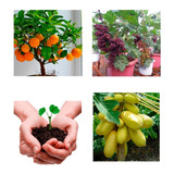 Kit Sementes Frutas Anãs Laranja Uva Mix Mamão Dourado 