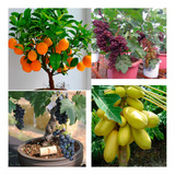 Kit Sementes Frutas Anãs Uva Mix Laranja E Mamão Dourado 