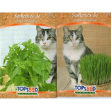 Catnip