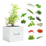 Kit Vaso Horta Autoirrigavel 11cm Minimalista Decorativo
