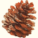 Artesanato